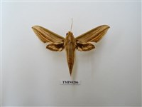 藏品(棕綠背線天蛾)的圖片